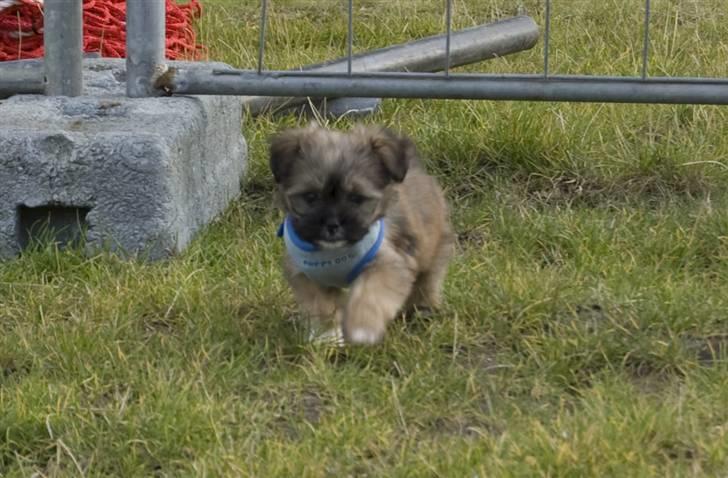 Blanding af racer Nando billede 9