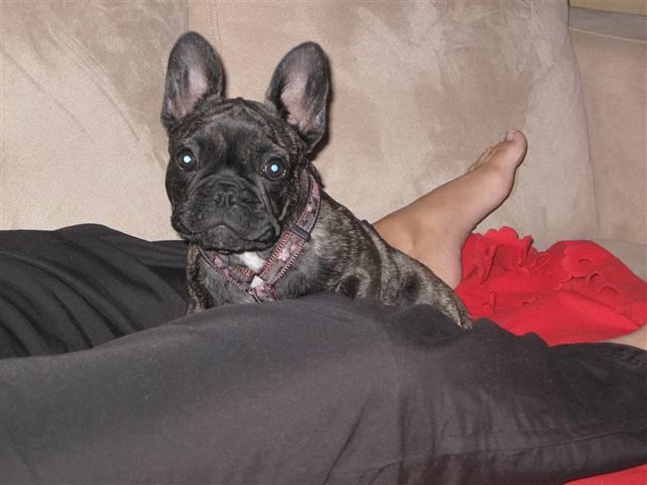 Fransk bulldog Chili billede 11