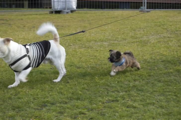 Blanding af racer Nando billede 10