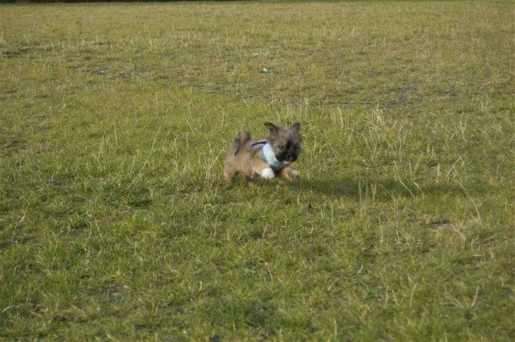 Blanding af racer Nando billede 11