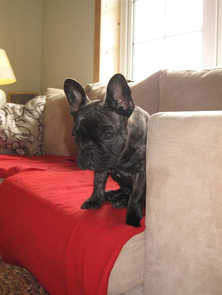 Fransk bulldog Chili billede 12