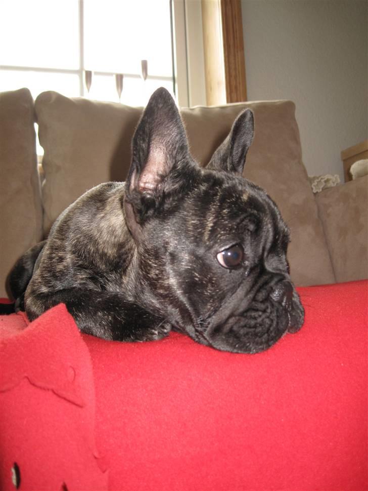 Fransk bulldog Chili billede 13