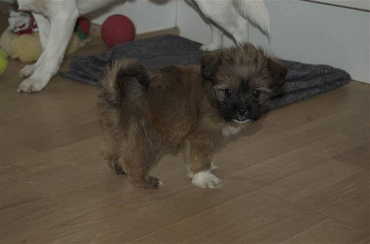 Blanding af racer Nando billede 12