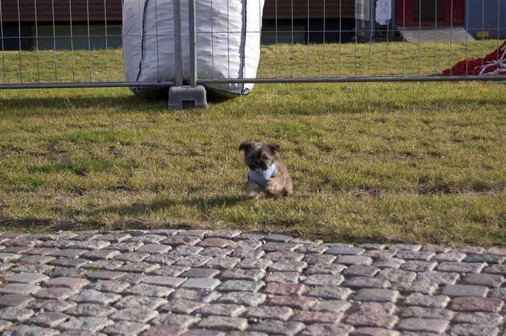 Blanding af racer Nando billede 13