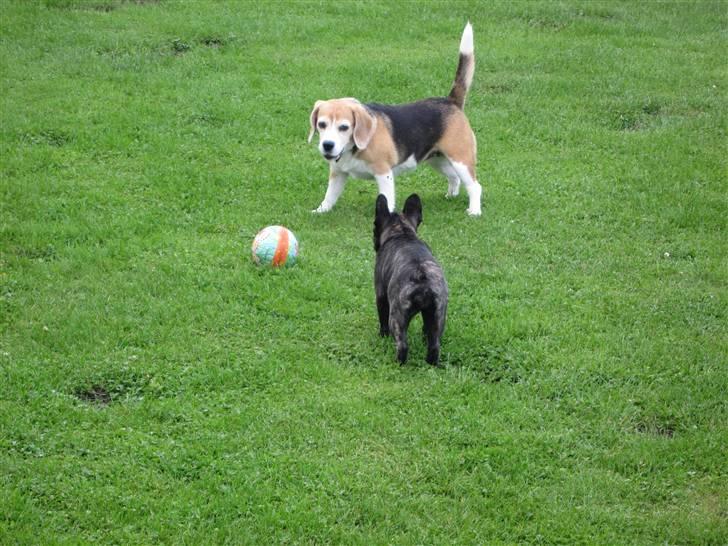 Fransk bulldog Chili - Molly og Chili leger i haven.  billede 14