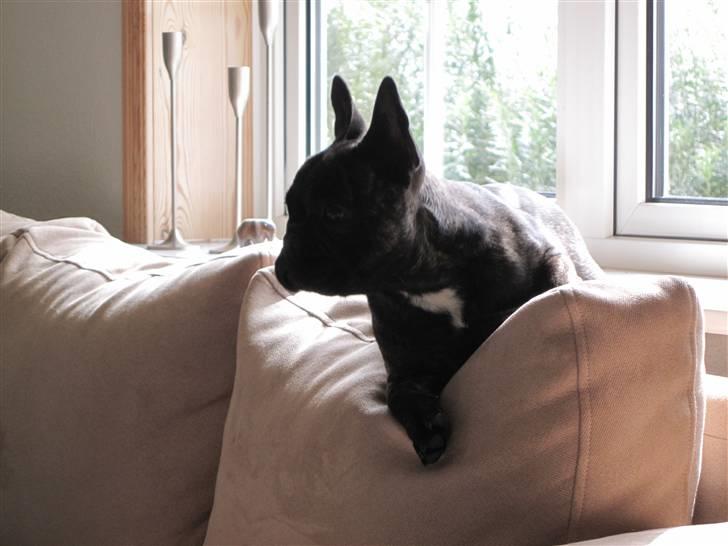 Fransk bulldog Chili - her kan jeg holde øje med det hele  billede 15