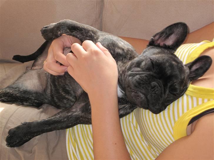 Fransk bulldog Chili - uhh, det er dejligt at blive kløet på maven.... billede 16