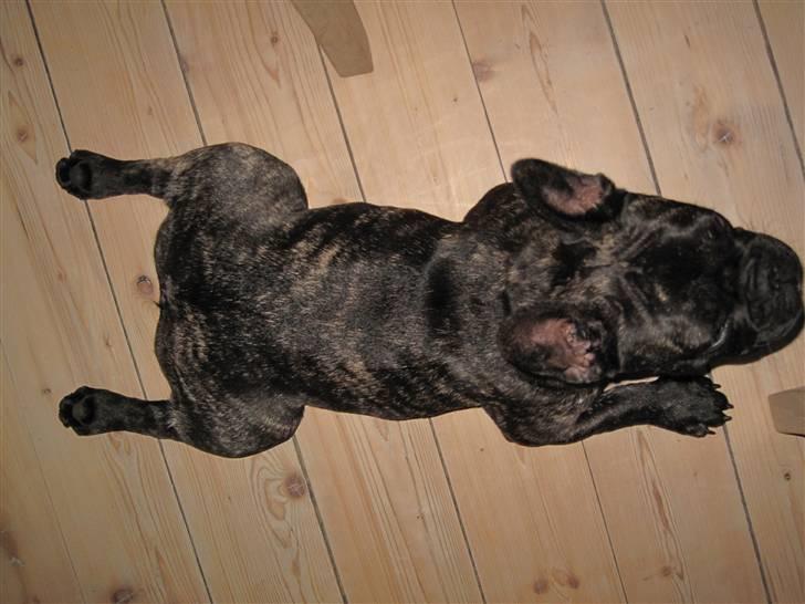 Fransk bulldog Chili - er det en kylling eller er det chili? billede 17