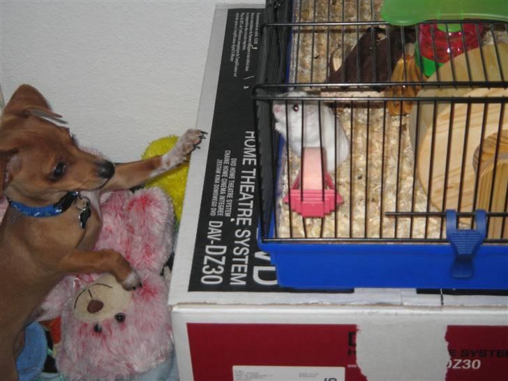 Blanding af racer Bailey - Hov! Hvad er det? billede 13