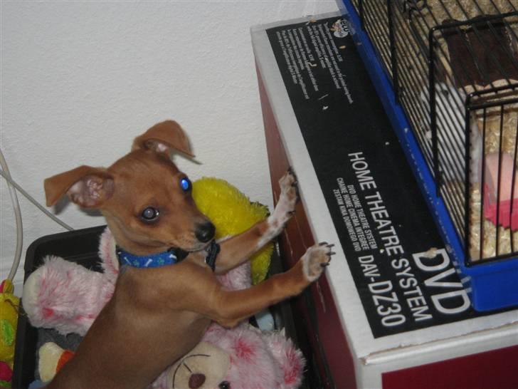 Blanding af racer Bailey - Mor må jeg godt? billede 14