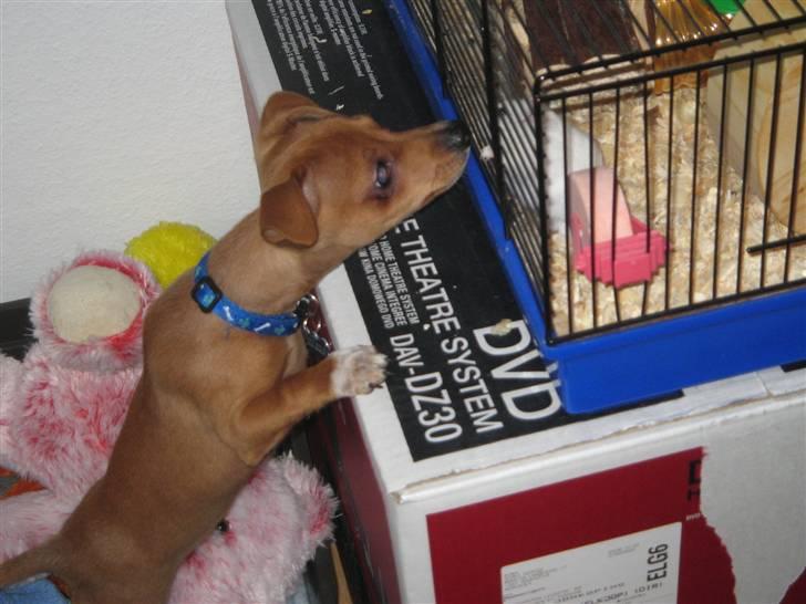 Blanding af racer Bailey - Hej med dig billede 15