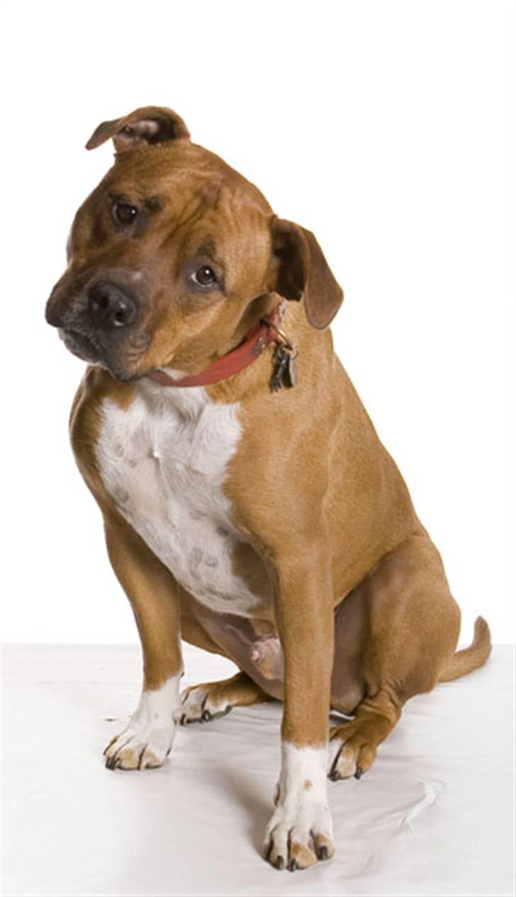 Amerikansk staffordshire terrier Pilgrim billede 10