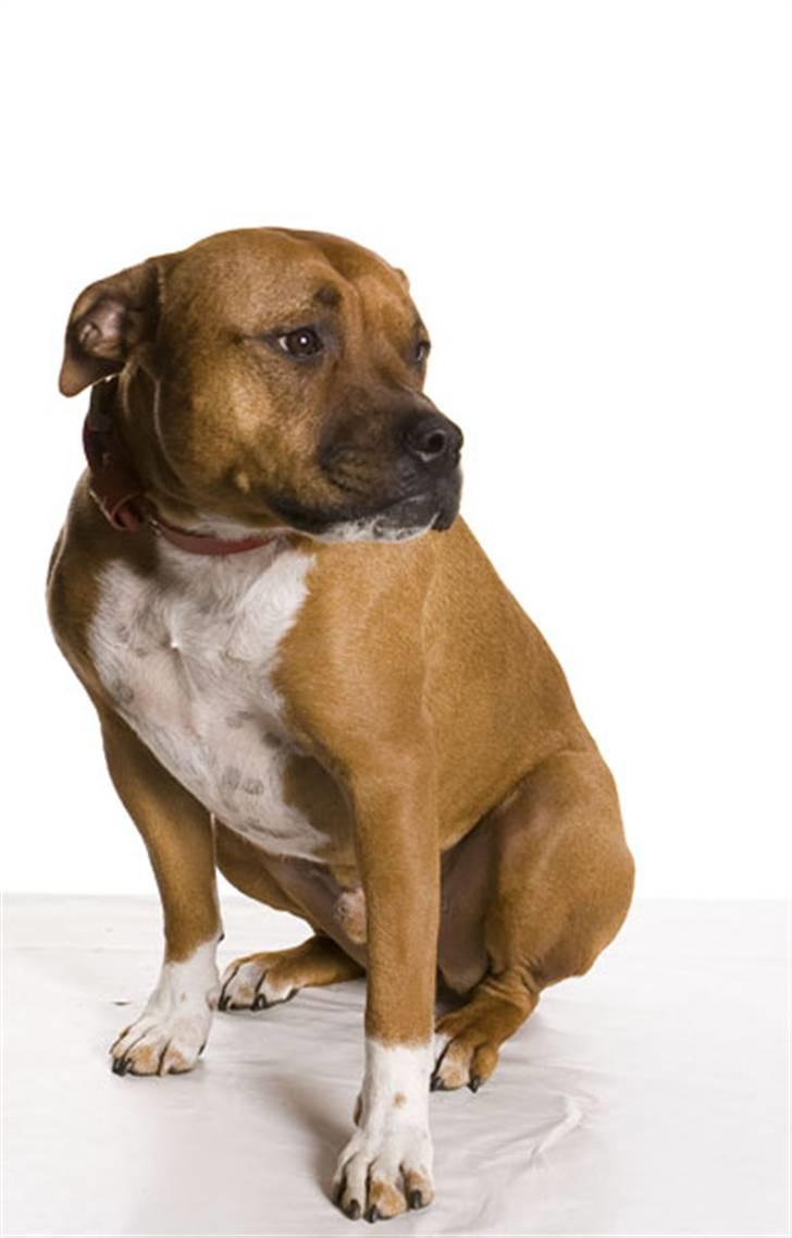 Amerikansk staffordshire terrier Pilgrim billede 11