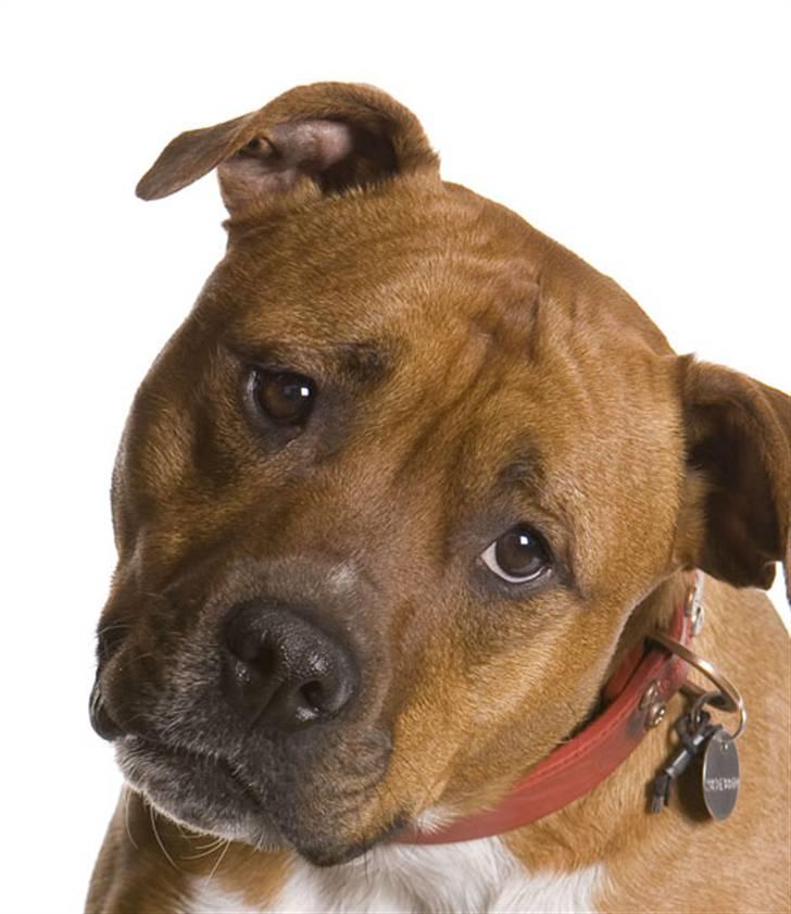 Amerikansk staffordshire terrier Pilgrim billede 12