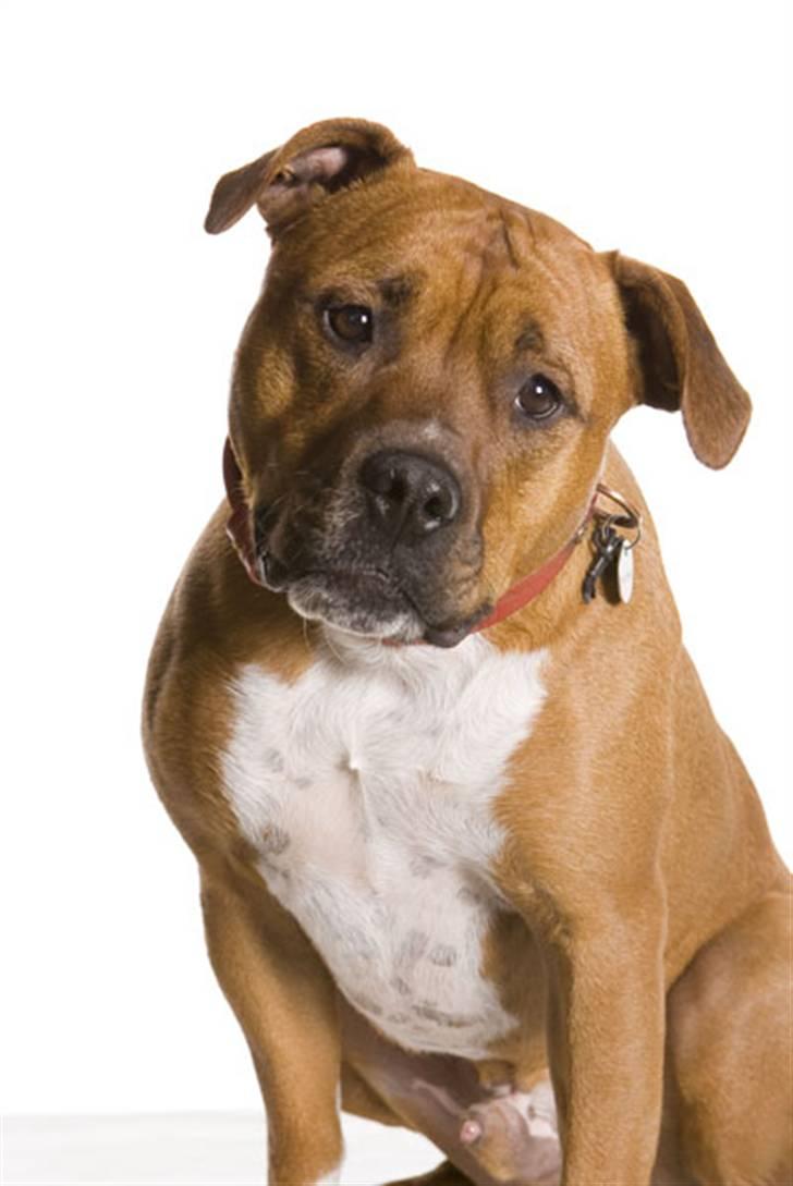 Amerikansk staffordshire terrier Pilgrim billede 13