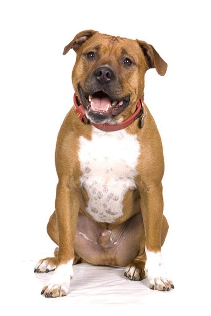 Amerikansk staffordshire terrier Pilgrim billede 14