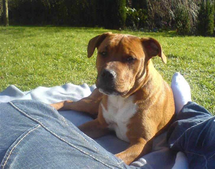 Amerikansk staffordshire terrier Pilgrim billede 15