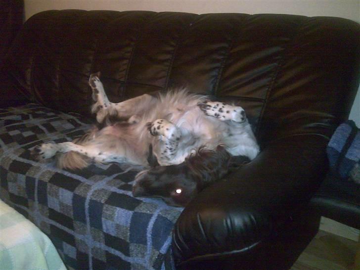 Kleiner münsterländer Thor  "Himmelhund" billede 2