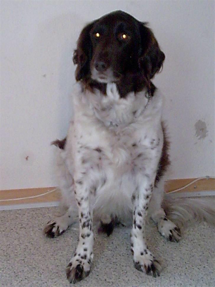 Kleiner münsterländer Thor  "Himmelhund" billede 3