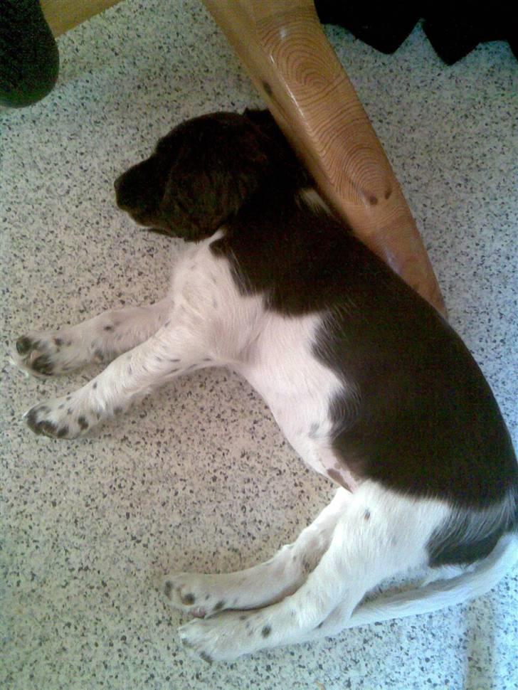 Kleiner münsterländer Ziva "Himmelhund" billede 2