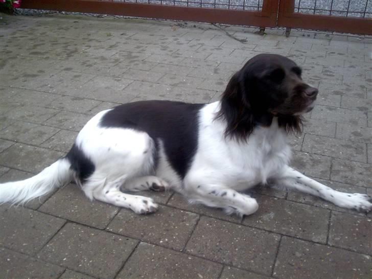 Kleiner münsterländer Ziva "Himmelhund" billede 3