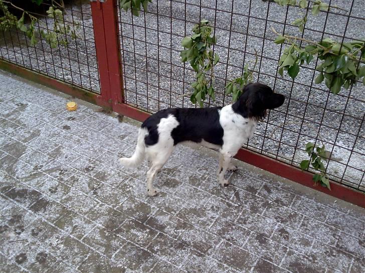 Kleiner münsterländer Ziva "Himmelhund" billede 4