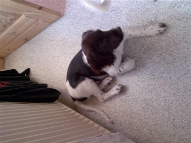 Kleiner münsterländer Ziva "Himmelhund" billede 5