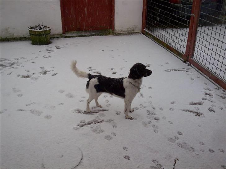 Kleiner münsterländer Ziva "Himmelhund" billede 6