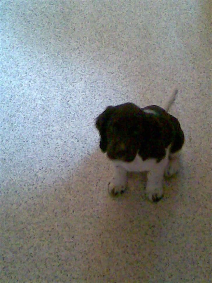 Kleiner münsterländer Ziva "Himmelhund" billede 7