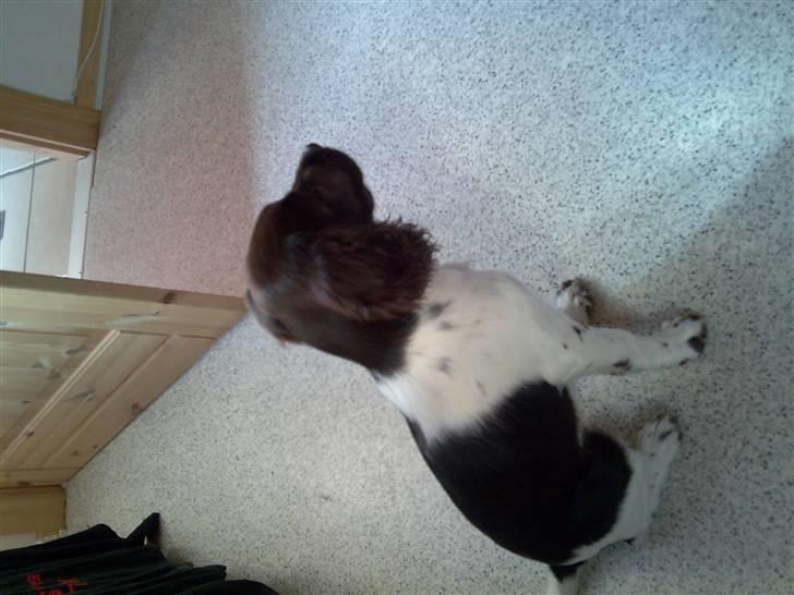 Kleiner münsterländer Ziva "Himmelhund" billede 8