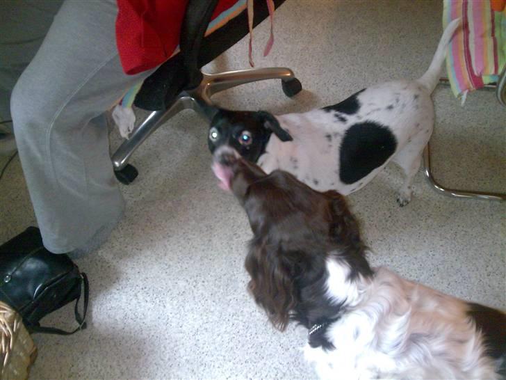 Dansk svensk gaardhund Nala "Himmelhund" billede 2