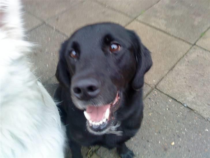 Labrador retriever Basse R.I.P billede 20