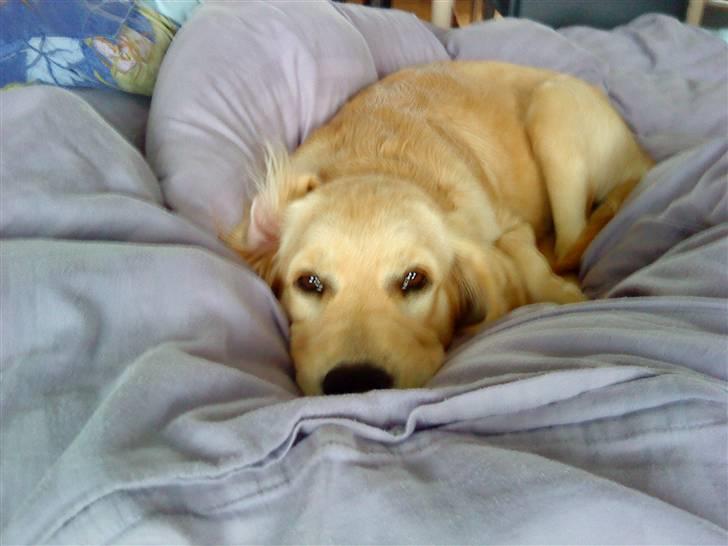 Golden retriever Bella - Hov hov Bella, må du godt ligge i sengen?? ;) <3 billede 20