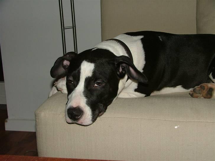 Amerikansk staffordshire terrier Lucca - jammen jeg er træt, efter 2 timers gåtur, så vil jeg altså gerne sove billede 13