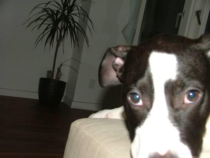 Amerikansk staffordshire terrier Lucca billede 14