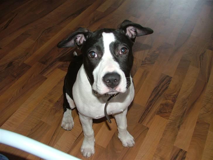 Amerikansk staffordshire terrier Lucca billede 15