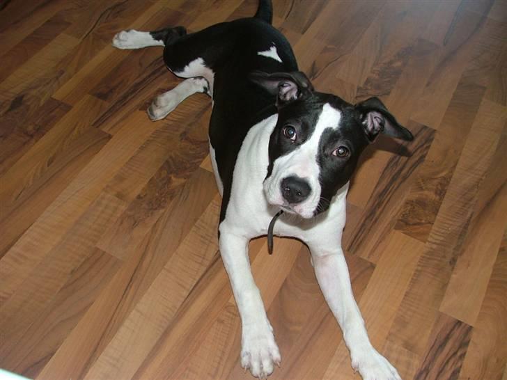 Amerikansk staffordshire terrier Lucca billede 16