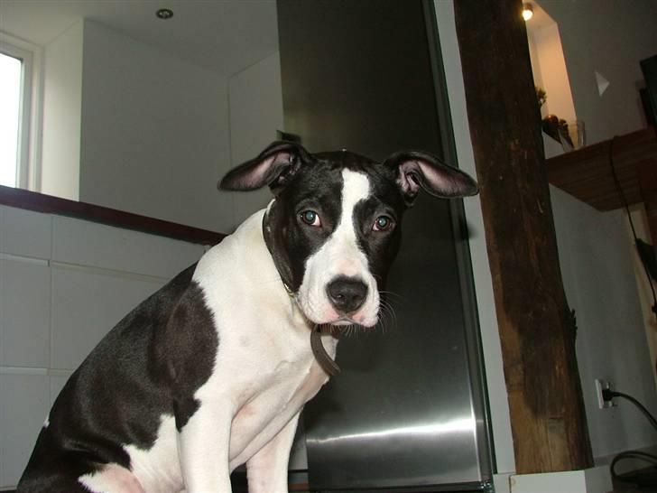 Amerikansk staffordshire terrier Lucca billede 17