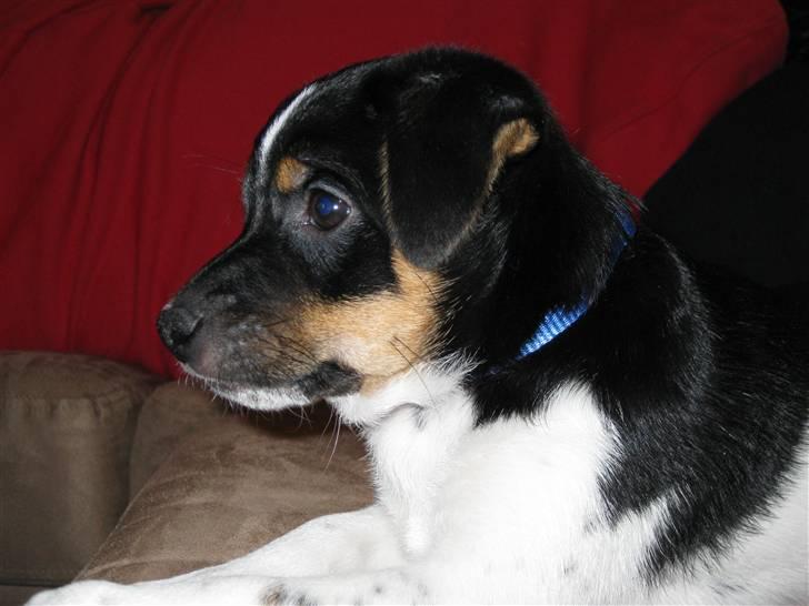 Dansk svensk gaardhund zappo billede 1