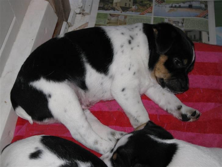 Dansk svensk gaardhund zappo billede 2