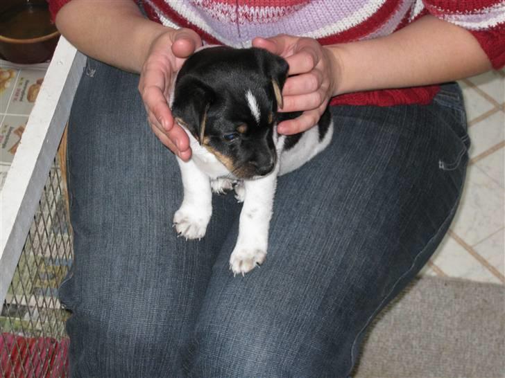 Dansk svensk gaardhund zappo - zappo hos sin nye "mor" billede 3