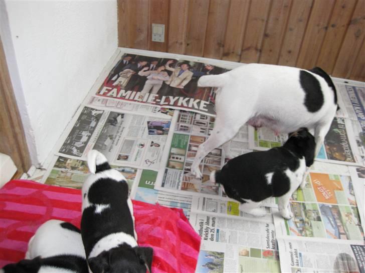 Dansk svensk gaardhund zappo billede 4