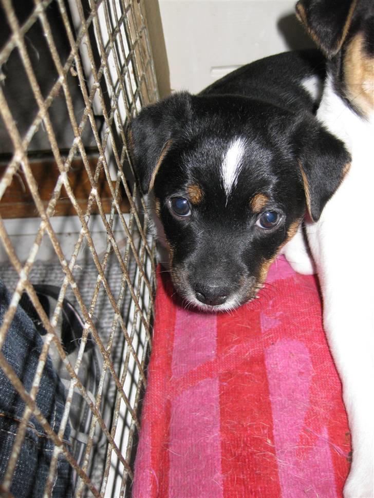 Dansk svensk gaardhund zappo billede 5