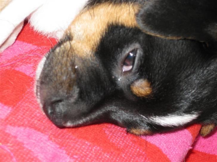 Dansk svensk gaardhund zappo billede 6