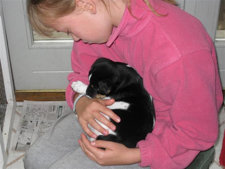 Dansk svensk gaardhund zappo - Zappo sidder hos Lilli billede 7