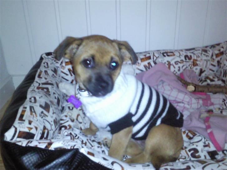 Blanding af racer Tulle billede 18