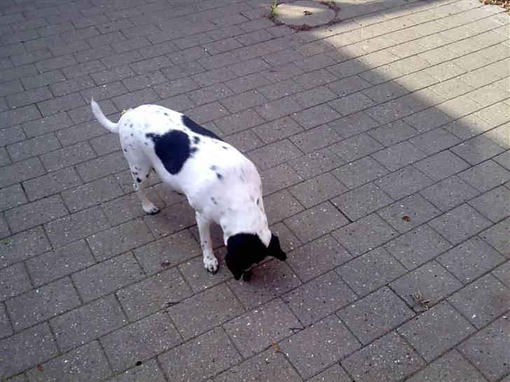 Dansk svensk gaardhund Nala "Himmelhund" billede 3