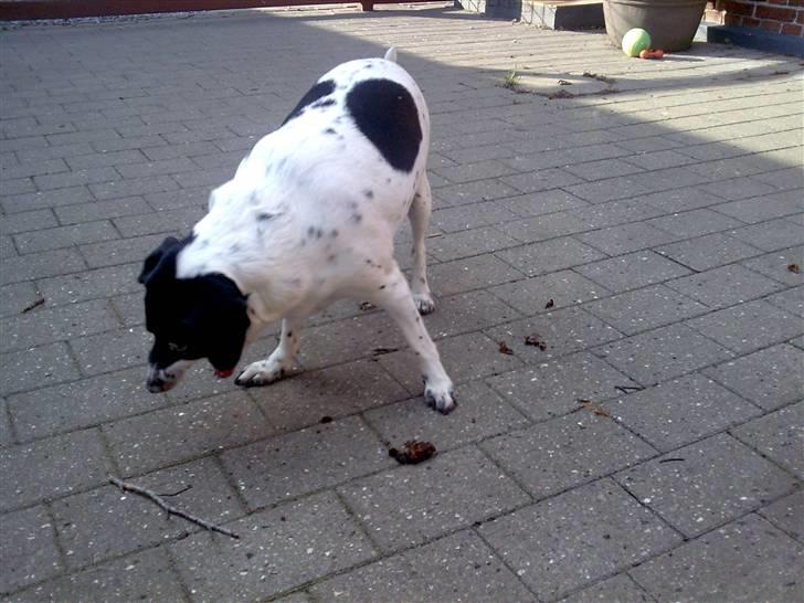 Dansk svensk gaardhund Nala "Himmelhund" billede 4
