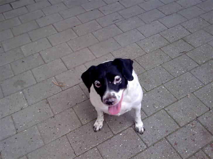 Dansk svensk gaardhund Nala "Himmelhund" billede 5