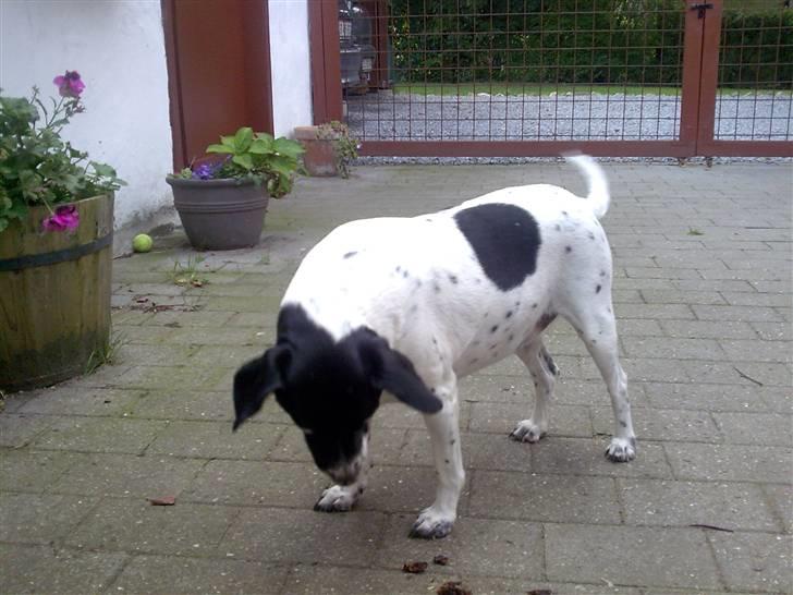 Dansk svensk gaardhund Nala "Himmelhund" billede 6